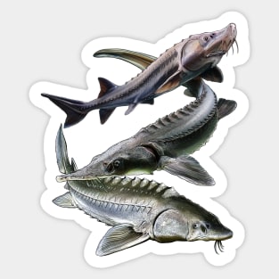 Sturgeon Sticker